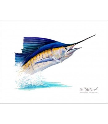 "Pez Vela" - Sailfish